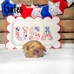 Gates - Apricot male Australian Labradoodle puppy in Leicester, North Carolina from Paws For All Labradoodles