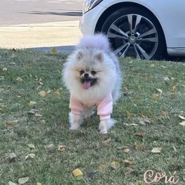 Cora - Pomeranian