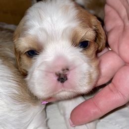 Cavalier King Charles Spaniel Puppies from Cassie’s Cavaliers