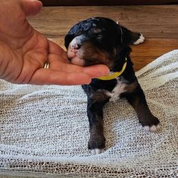 Sparkles - Tri-color female Bernedoodle puppy in Decatur, Georgia from So Adoodable