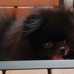 Pomeranians from Andrea's Pomeranians
