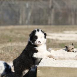 Boy 5 - male Australian Shepherd puppy in Warm Springs, Georgia from Out West Aussies