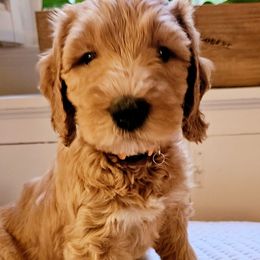 Sydney - Goldendoodle puppy from Woodland Creek Goldendoodles
