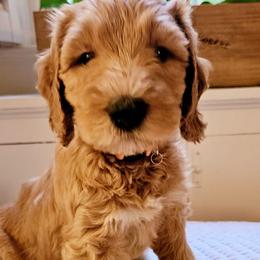Sydney - Goldendoodle puppy from Woodland Creek Goldendoodles