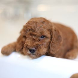 Molly - Red  female Goldendoodle puppy in Stevens, Pennsylvania from Derek & Alexia Martin puppies