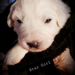 Great Pyrenees Puppies from Rusty Horse Ranch Great Pyrenees