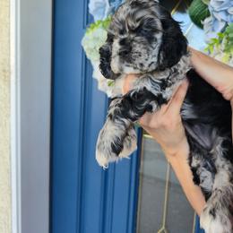 Cocker Spaniel Puppies from Sweetheart Cockers