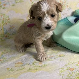 Girl 2 - Apricot female Maltipoo puppy in Clover, South Carolina from Cudi’s Buddies