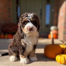 Unicorse - Brown and white male Bernedoodle puppy in Lexington, Ohio from Cairn Ridge Doodles