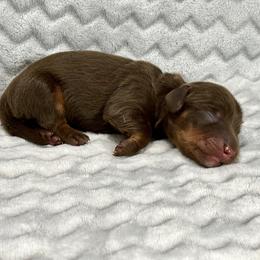 Theodore - Chocolate and tan male Dachshund puppy in Queen Creek, Arizona from Jolly Rogers Dachshunds