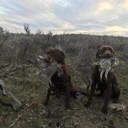 Labrador Retriever All Grown Up from Rocky Mountain Dogs - Utah