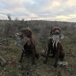 Labrador Retriever All Grown Up from Rocky Mountain Dogs - Utah
