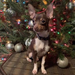 Chihuahuas from Wicked Envy Chihuahuas