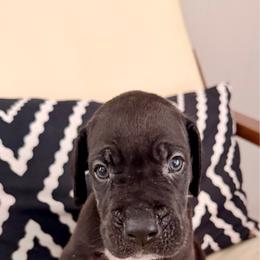 Scooby - Black male Great Dane puppy in Plano, Texas from Blue Thunder Danes