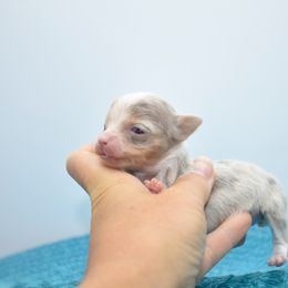 Cutie pie - Merle female Chihuahua puppy in Bulls Gap, Tennessee from Smokey Mountain Chihuahuas