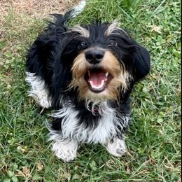 Aphrodite - Dachshund