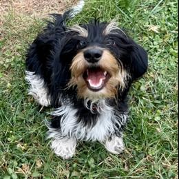 Aphrodite - Dachshund