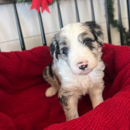 Smoky - White and blue merle male Bordoodle puppy in Valley Center, California from Circle R Valley Bordoodls