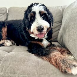 Bernedoodle, Goldendoodle, Poodle, and Sheepadoodle All Grown Up from Dapper Doodles