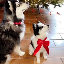 Pomsky Puppies from Paris Pomskies