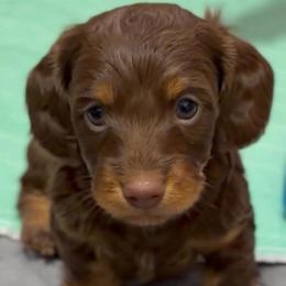 Frankie - Chocolate and tan male Dachshund puppy in Sutherland, Virginia from Sutherland Estates Dachshunds