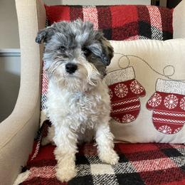 Cookie - Miniature Schnauzer