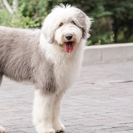 Goldendoodles and Sheepadoodles from Utah Doodles