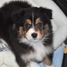Cherie - Black tri-color female Australian Shepherd puppy in Kirksville, Missouri from BellSharps Australian Shepherds