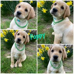 Labrador Retriever Puppies from Triple Threat Labradors