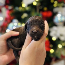 Vera Wang - Brown female Bernedoodle puppy in Ohio from Moore Doodles
