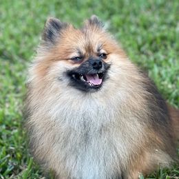 BoBo - Pomeranian