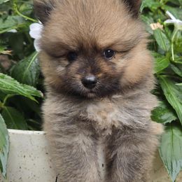 Pomeranian Puppies from Mom & daughter Pomeranians ✨