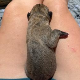 Bryce - Fawn male Mastiff puppy in Layton, Utah from 2A Mastifs