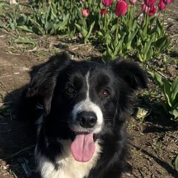 Border Collies and Golden Retrievers from Twin Silos Kennel