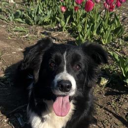 Border Collies and Golden Retrievers from Twin Silos Kennel