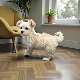 Elsa - Cream female Yorkipoo puppy in Oakland, Kentucky from Imperial Dogs