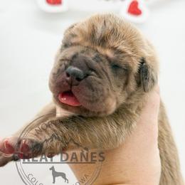 Louise - Merle female Great Dane puppy in Sac City, Iowa from Northern Great Danes of Colorado & Iowa