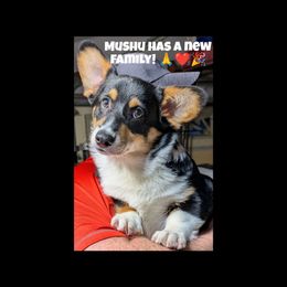 Mushu - Black and tan male Pembroke Welsh Corgi puppy in Charleston, West Virginia from Lone Pine Corgis