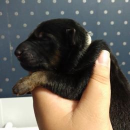 German Shepherd Puppies from Fern Hill Kennel