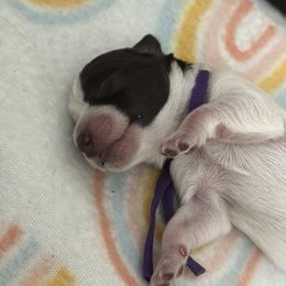 Miniature Schnauzer Puppies from MSR Mini Schnauzers