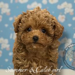 Poodle Puppies from KC Poodles of PA