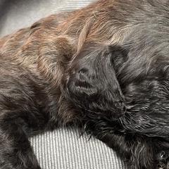 Green - Double Doodle puppy in Gilbert, Arizona from Emmie’s Doodle Pups