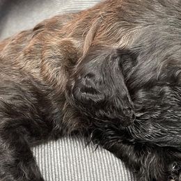 Green - Double Doodle puppy in Gilbert, Arizona from Emmie’s Doodle Pups
