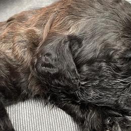 Green - Double Doodle puppy in Gilbert, Arizona from Emmie’s Doodle Pups