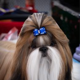 Zarek - Shih Tzu