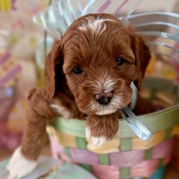 Primrose - Red female Cavapoo puppy in Tucson, Arizona from Cavapoo Puppy Parade