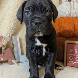 Pumkin Spice - Black female Cane Corso puppy in Franktown, Colorado from Earth and Ship Cane Corso