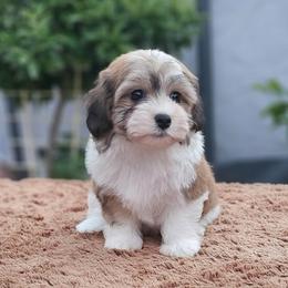 Cavachon, Cavalier King Charles Spaniel, Cavapoo, and Havanese Puppies from Peaks Pups & Cavachon Love Chocolate Cavaliers, Cavaliers, Cavachon’s, Cavapoos & Havanese