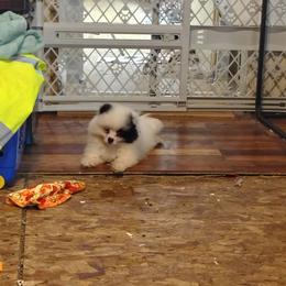 Van'Go - Black parti male Pomeranian puppy in Andrews, South Carolina from Purple Diamonds Kennel