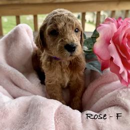 Rose - Apricot female Poodle puppy in Greenwich, New York from MizzElle’s Standard Poodles